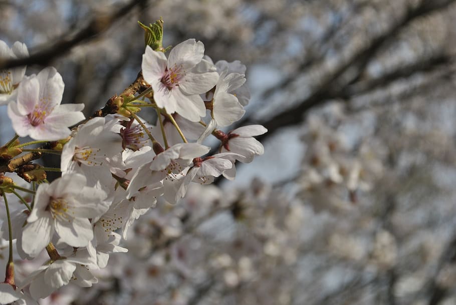 cherry blossom, pink, sky, spring, nature, wood, flowering HD wallpaper