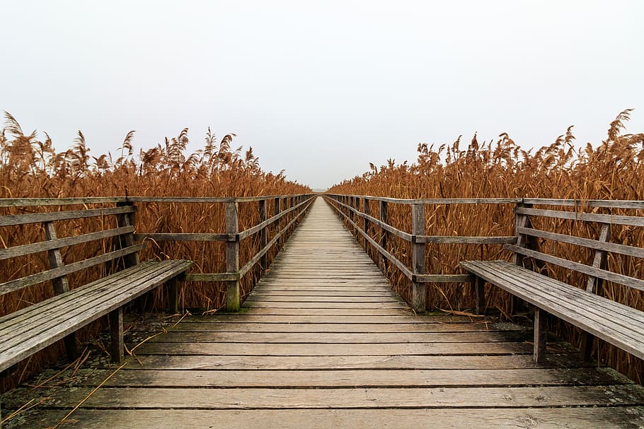 spring lake, web, boardwalk, mood, landscape, railing, idyllic HD wallpaper