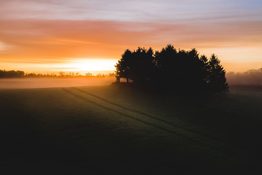 silhouette of trees during golden hour, field, sunset, sunrise HD wallpaper