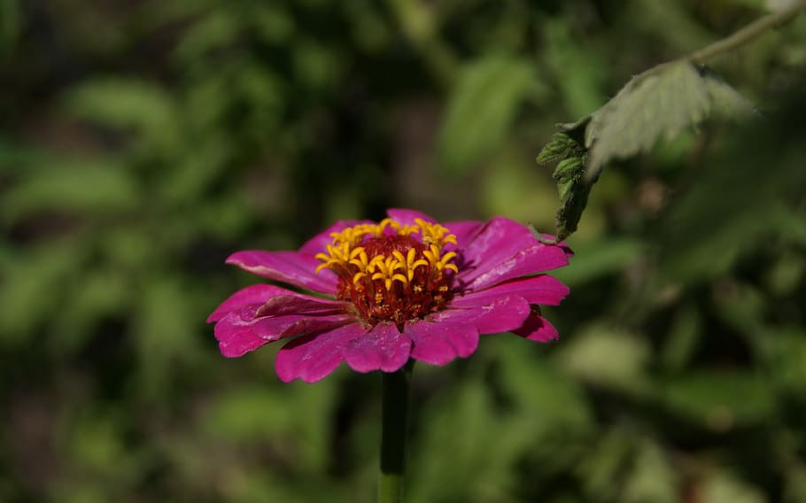 flora, fauna, macro, bokeh, nature, leaves, flowers, garden HD wallpaper