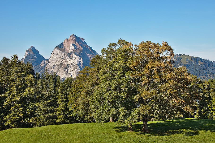 mountains, switzerland, tree, blue, sky, alpine, plant, beauty in nature HD wallpaper