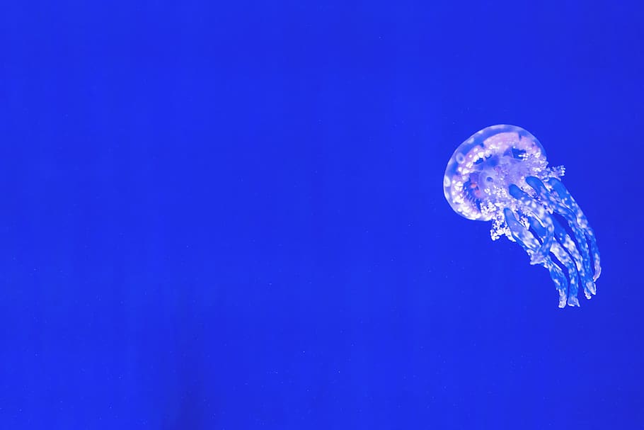 White Jellyfish I, animal, aquatic animal, desktop backgrounds, HD wallpaper