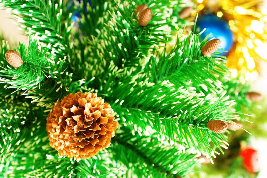cone, conifer, coniferous, fir, gift, holiday, newyear, pine HD wallpaper