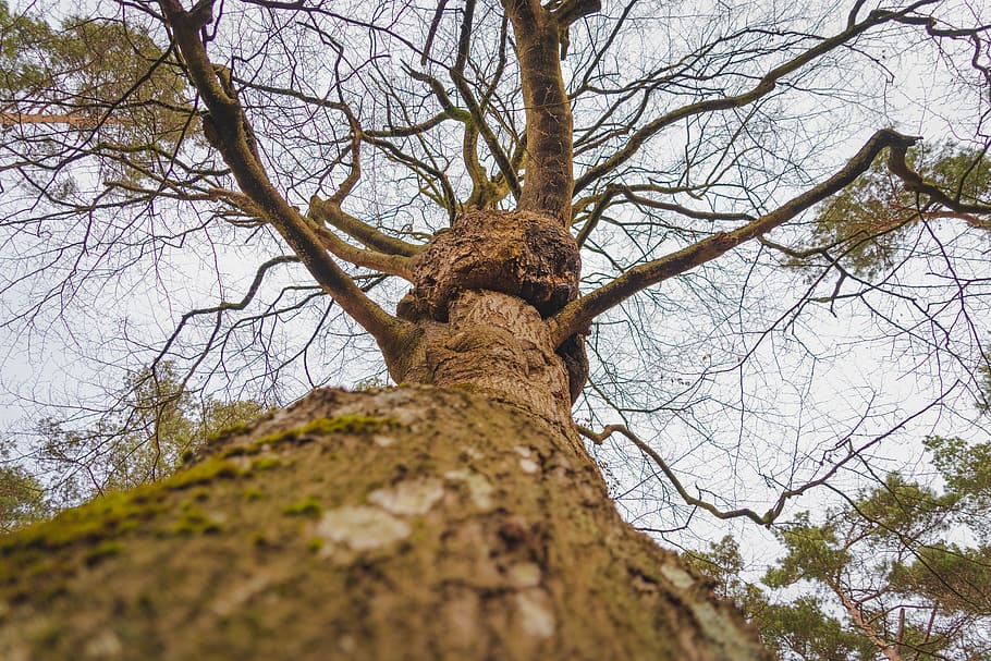 forest, tree, darß, sky, baltic sea, west beach, jungle, nature HD wallpaper