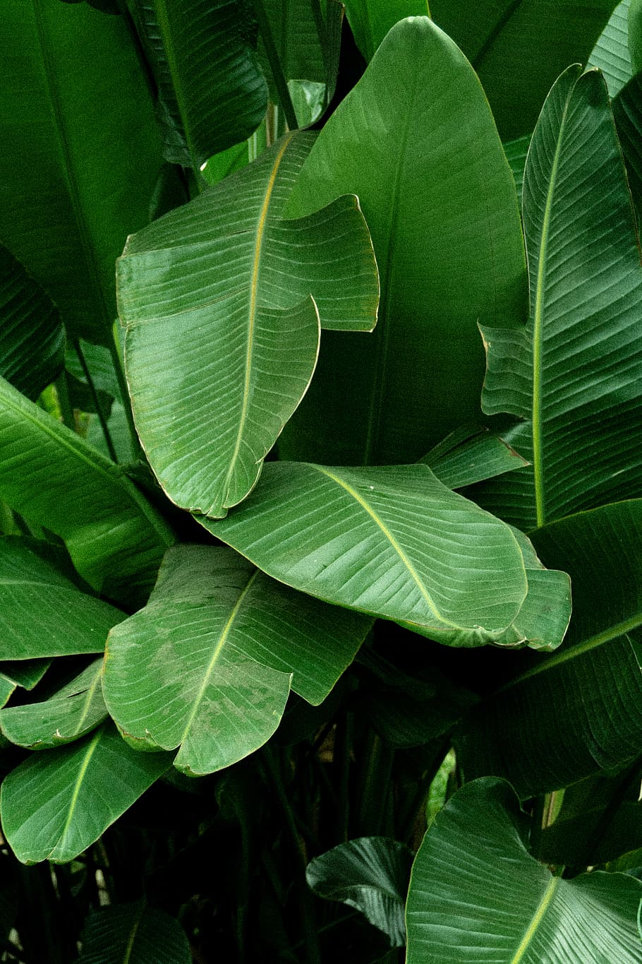 green leafy plant, tree, jungle, tropical, tree leaf, plants, HD wallpaper