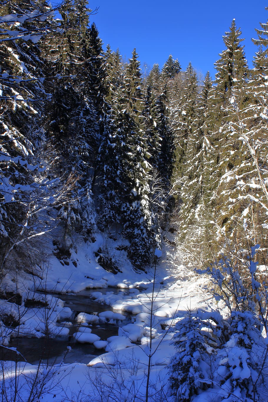 torrent, mountain stream, winter, austria, tyrol, kössen, plant HD wallpaper