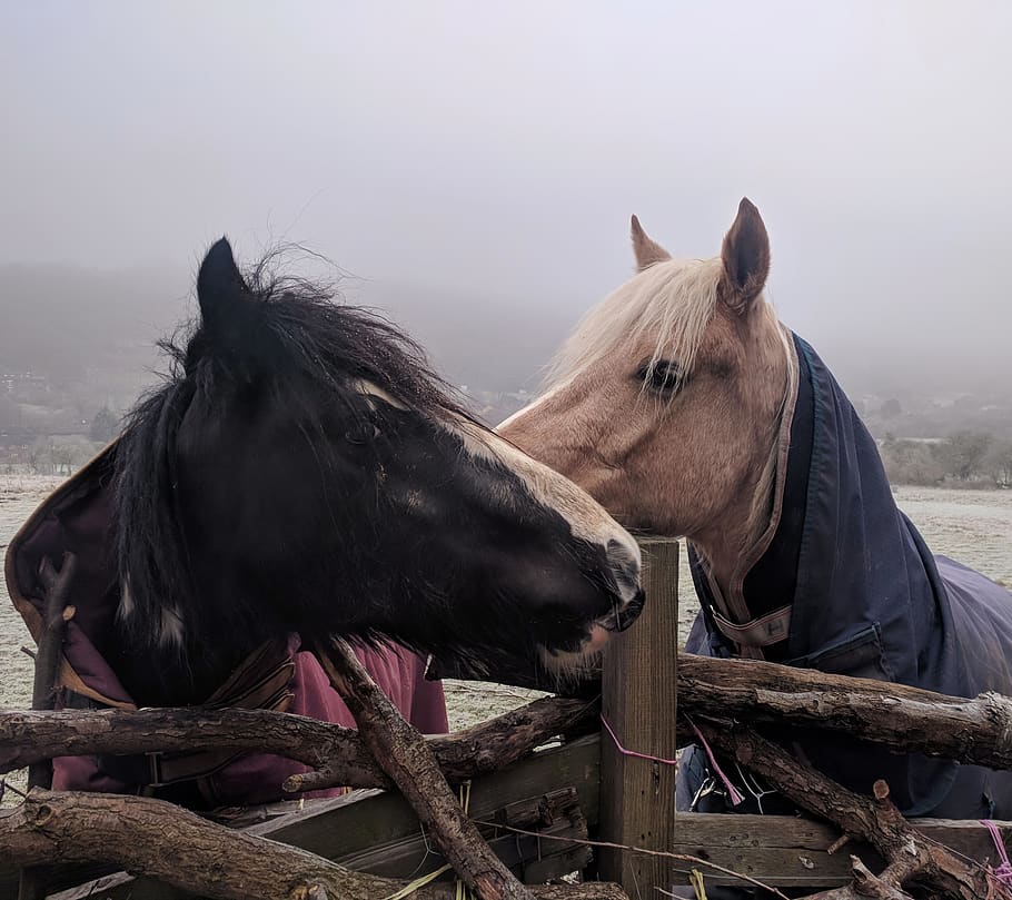 two brown and black horses, domestic, domestic animals, livestock HD wallpaper