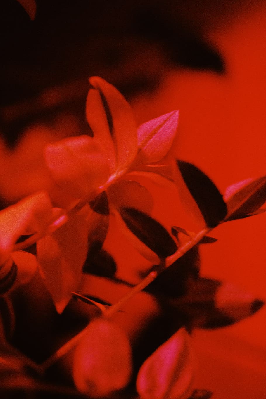 branches, plants, plantas, red, petal, close-up, flowering plant HD wallpaper