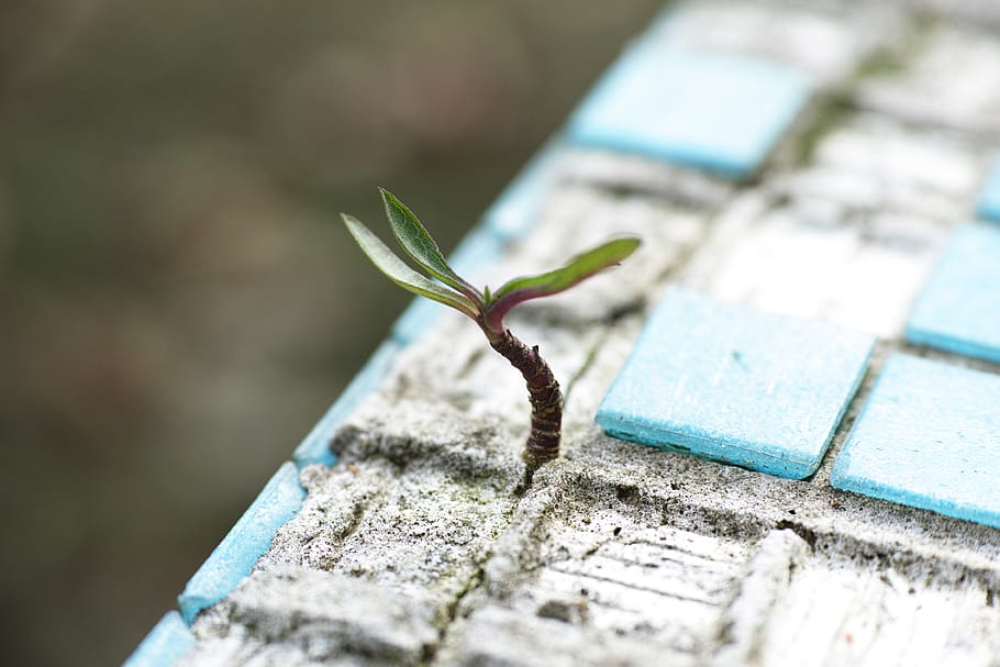 Green Leafed Plant on Sand, blue, blur, cement, close-up, colors HD wallpaper