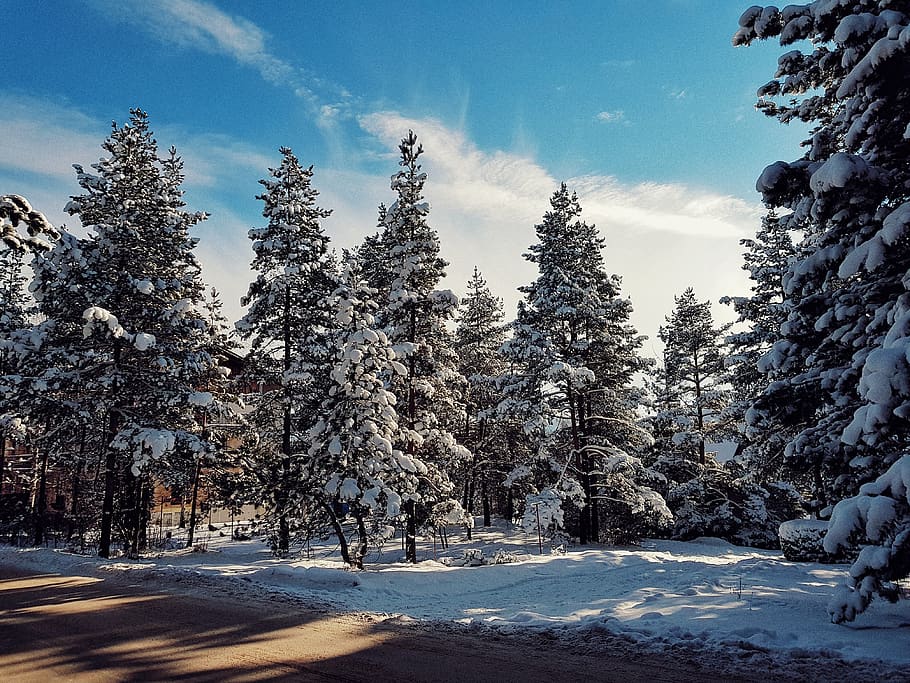 tree, cold temperature, plant, snow, winter, sky, nature, beauty in nature HD wallpaper