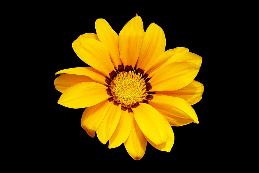 flower, nature, petals, bloom, yellow, flowering plant, flower head HD wallpaper
