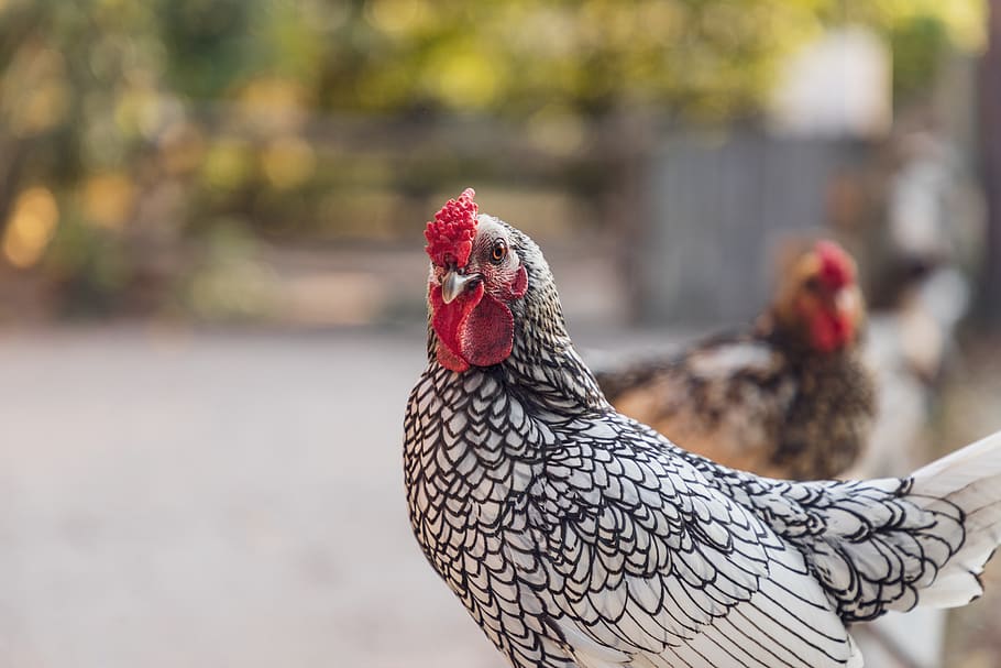 chicken, chickens, poultry, bird, animal, cattle, feather, laying hens HD wallpaper
