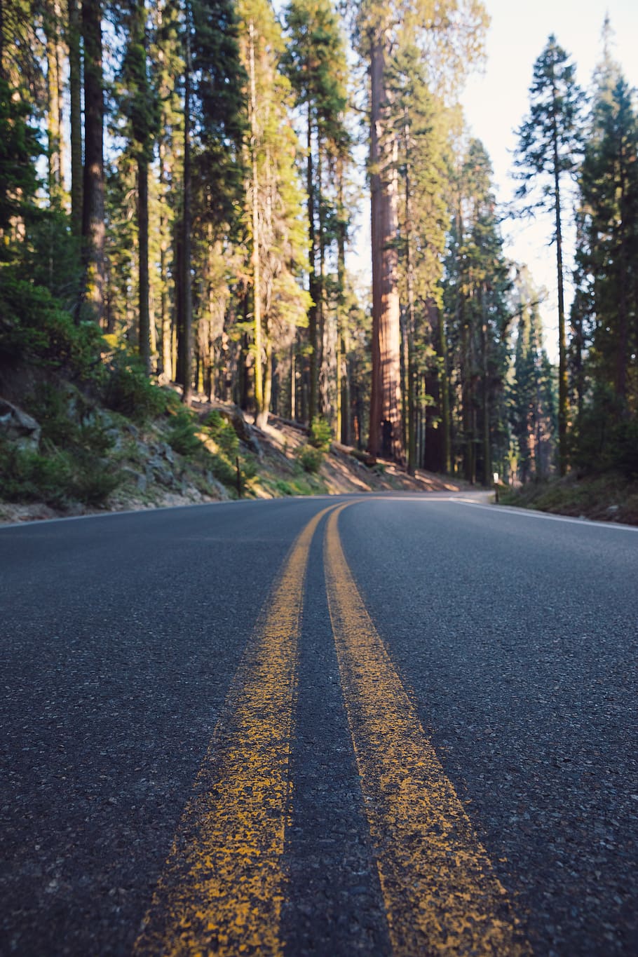 asphalt road between tall trees, transportation, direction, the way forward HD wallpaper
