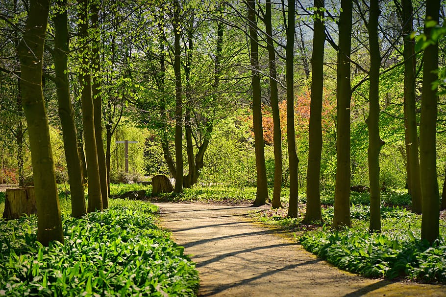 lane, tree, forest, path, woodland, park, trail, green, shadows HD wallpaper