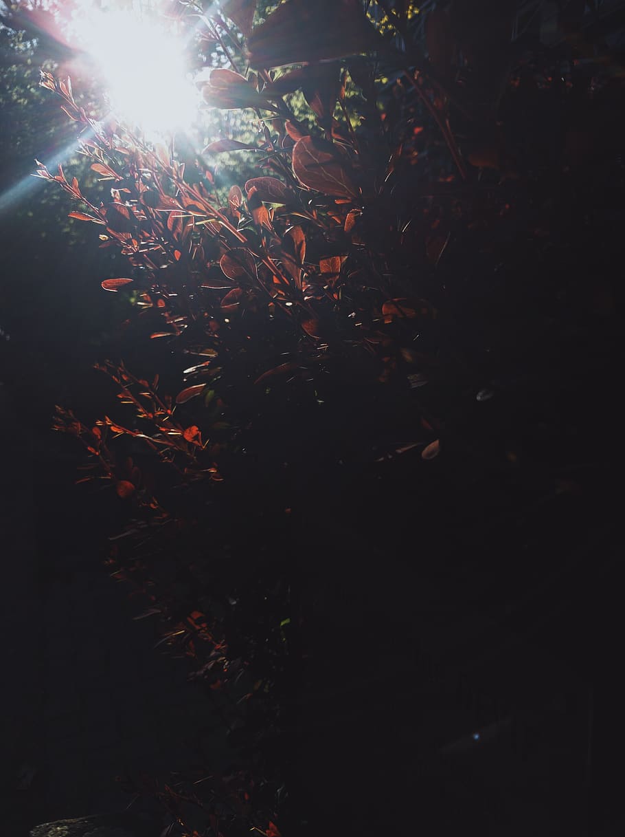 france, clermont-ferrand, sunlight, tree, night, nature, plant HD wallpaper