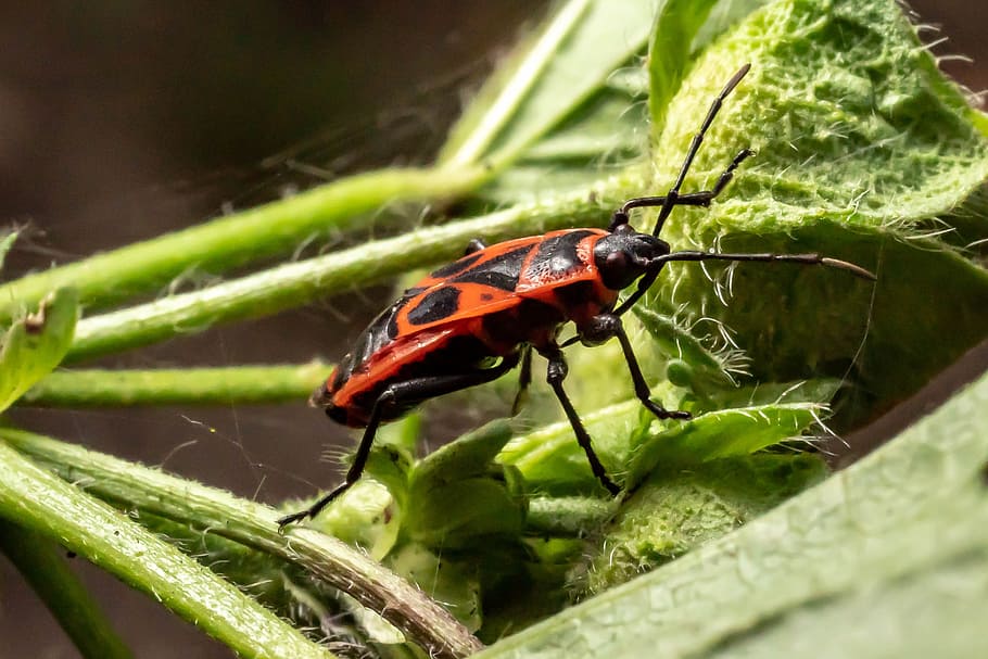 macro, insect, nature, close up, summer, beetle, invertebrate HD wallpaper