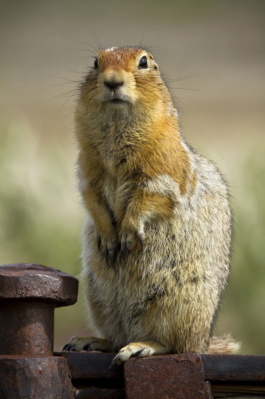 squirrel, wildlife, nature, cute, outdoors, portrait, furry HD wallpaper