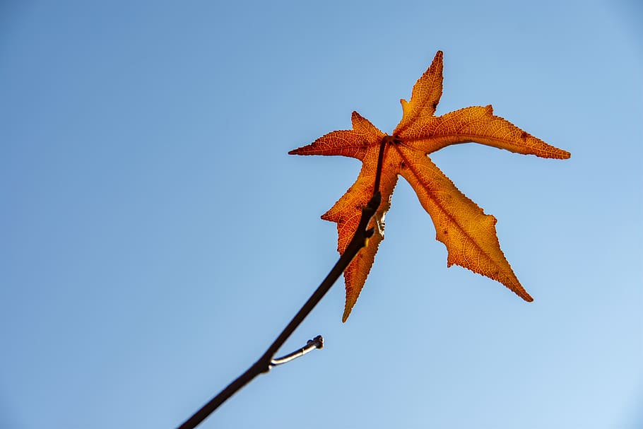 leaf, clear sky, nature, low angle view, no people, close-up HD wallpaper