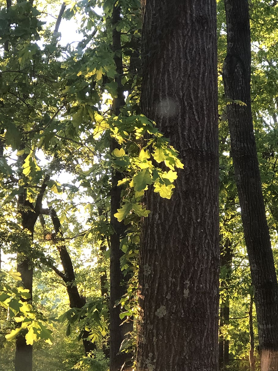 tree trunk, plant, leaf, maple, maple leaf, light, flare, crocus HD wallpaper