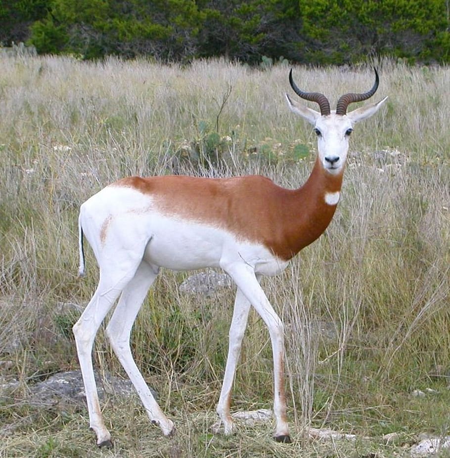 springbok, animal, wild, deer, fast, animal themes, animal wildlife HD wallpaper