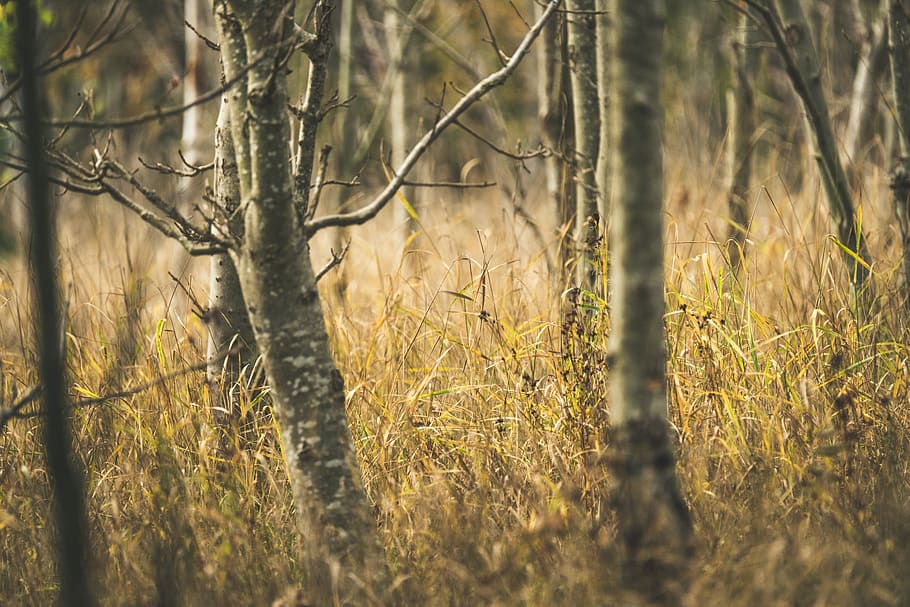 trees in forest, linköping, sweden, flora, plant, birch, autumn HD wallpaper