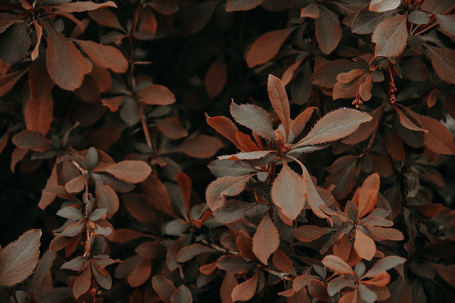 Red and Brown Leaf Photo, close-up, colors, daylight, growth HD wallpaper