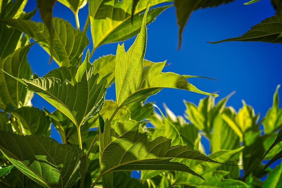leaf, green, backlighting, nature, plant, summer, structure HD wallpaper