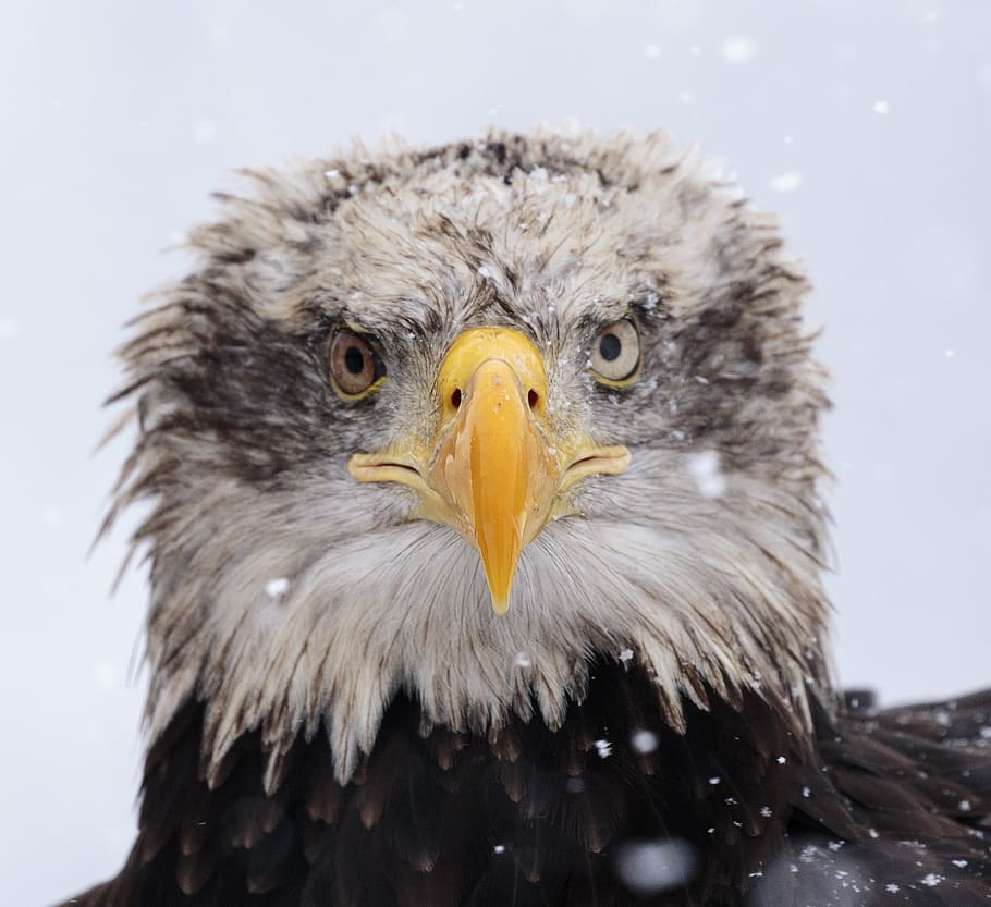 bald eagle, bird, animal themes, bird of prey, vertebrate, animals in the wild HD wallpaper