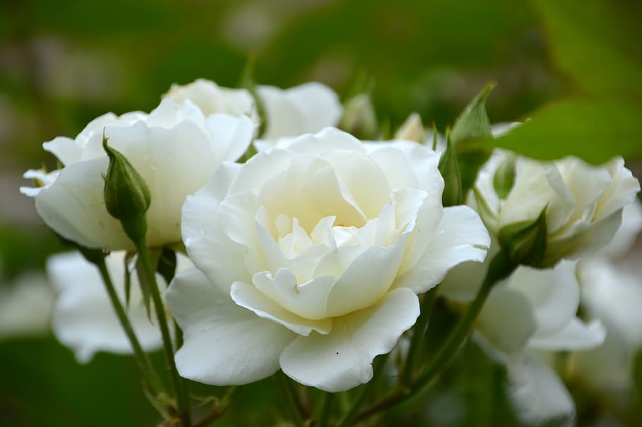 flower, pink, white, spring, nature, plants, summer, romance HD wallpaper
