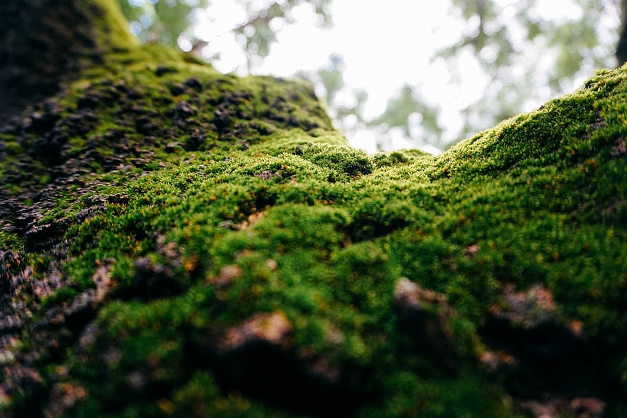 green, tree, moss, plant, selective focus, green color, growth HD wallpaper