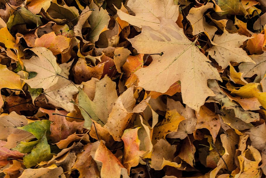 trees, leaves, color, fall, autumn, season, plant part, leaf HD wallpaper