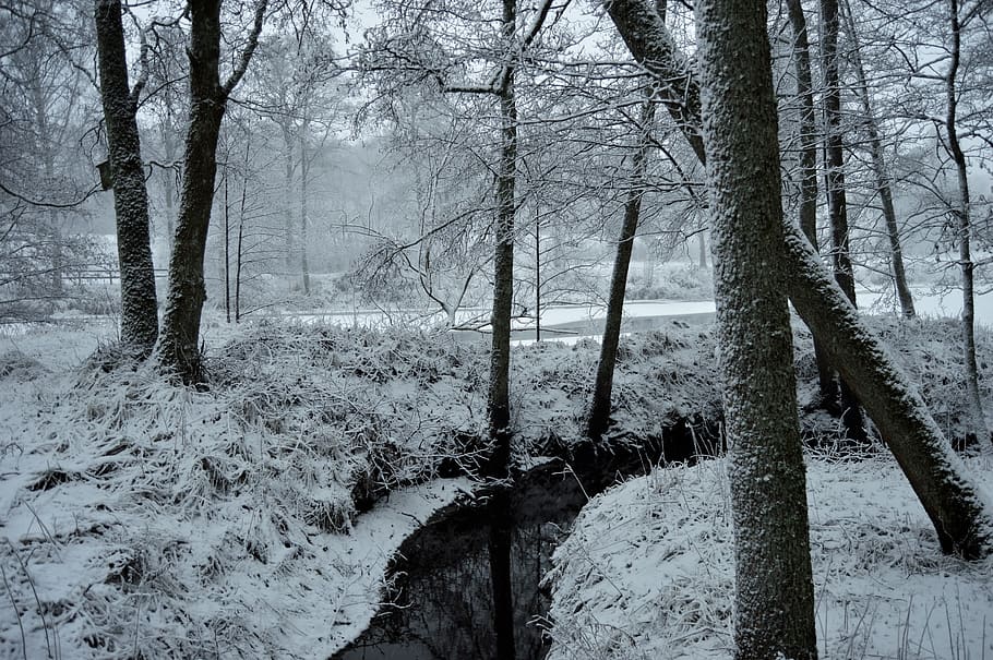 sweden, outside, nature, trees, forest, snow, water, river HD wallpaper