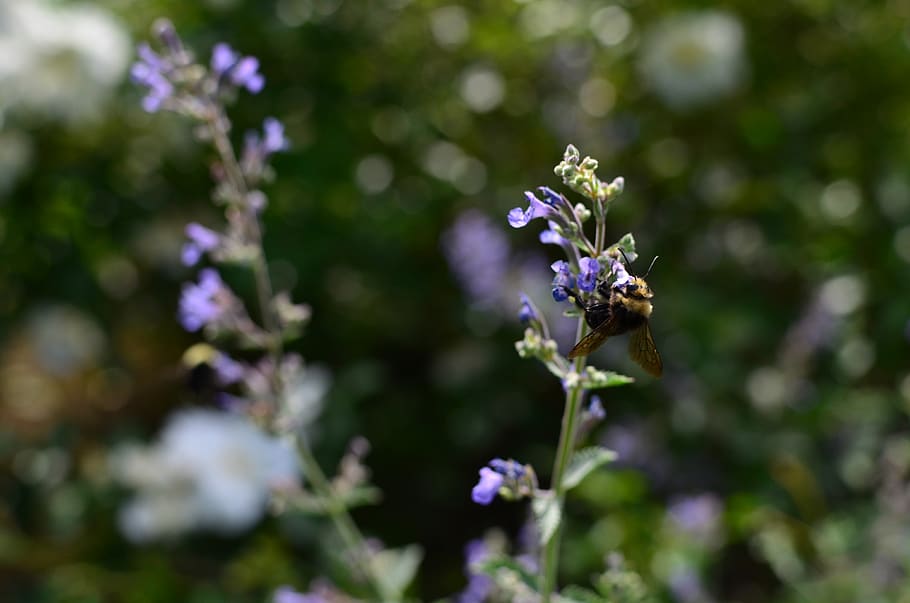 flower, bee, summer, flowering plant, fragility, vulnerability HD wallpaper