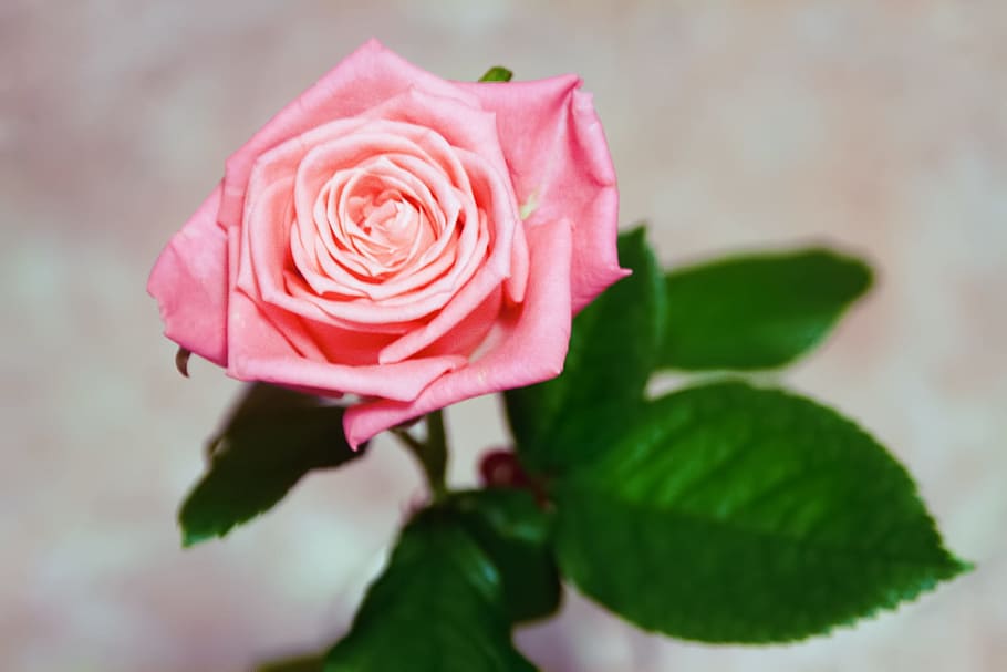 rose, pink, leaves, rosa, green, petal, flower, summer, blossom HD wallpaper