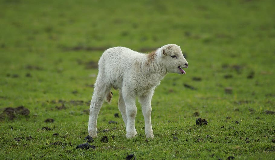 lamb, gets or sets, mama, passover, cute, easter, schäfchen HD wallpaper