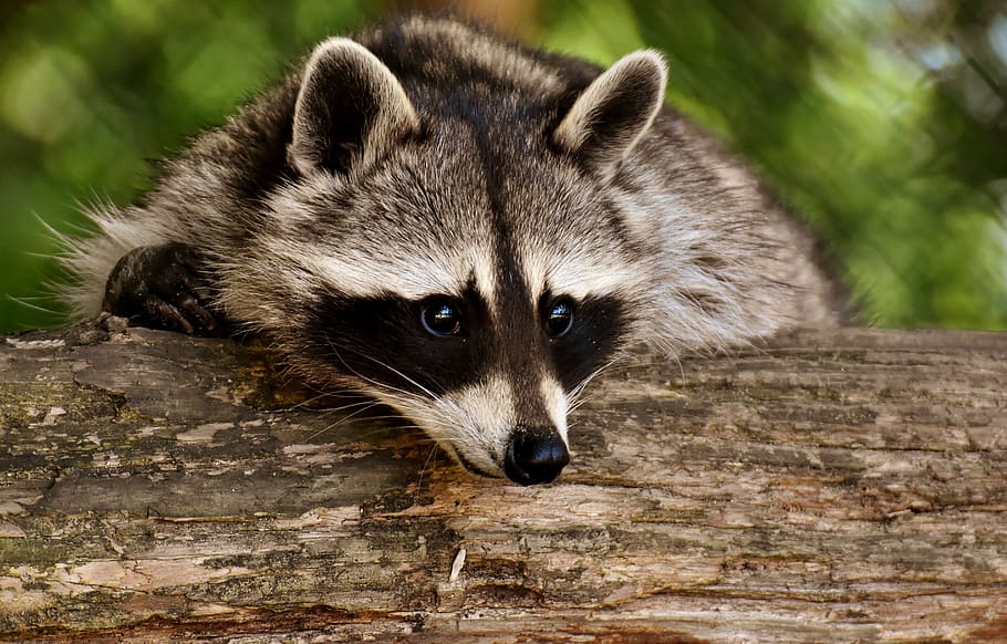 HD wallpaper: raccoon, wild animal, furry, mammal, nature, forest animals |  Wallpaper Flare