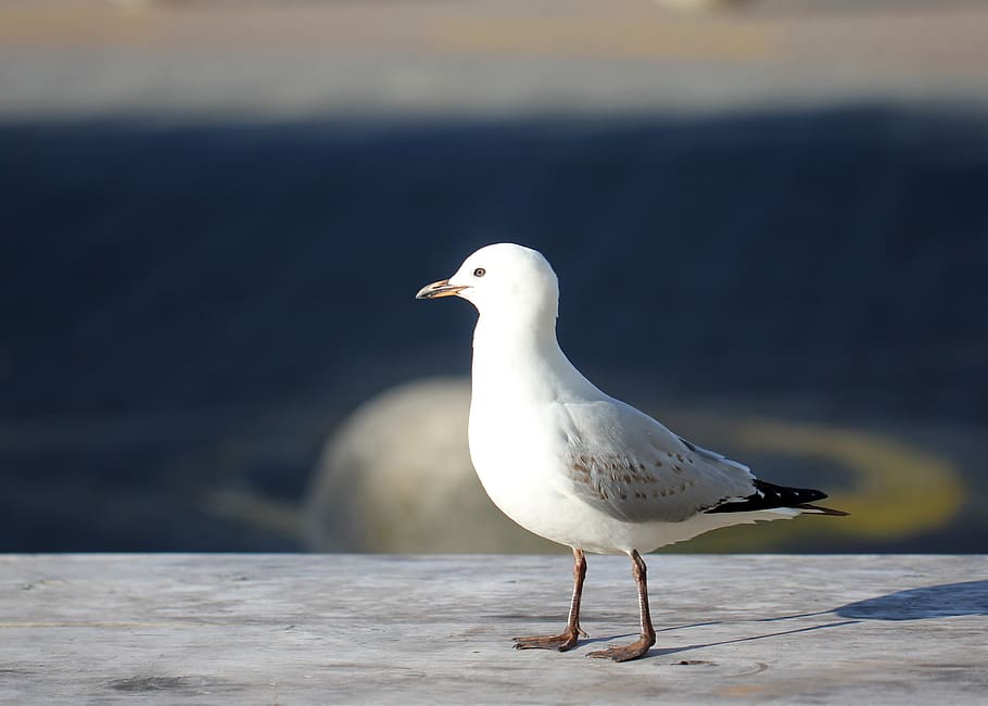 white bird on gray surface, animal themes, one animal, animals in the wild HD wallpaper
