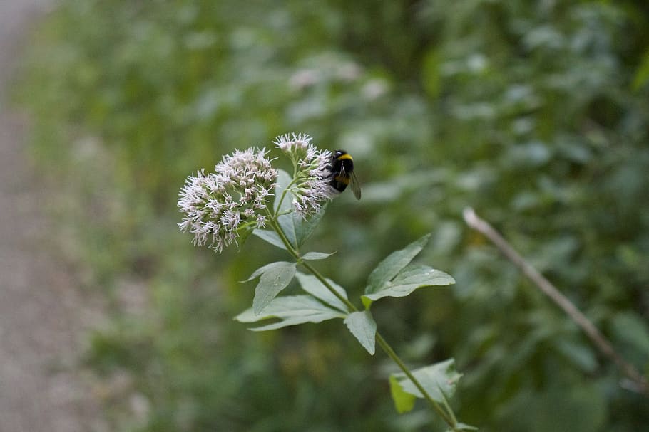 bee, nature, insect, blossom, bloom, flower, plant, pollen HD wallpaper