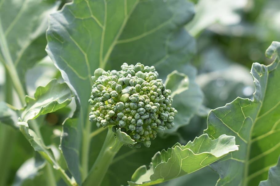 broccoli, garden, healthy, vegetable, organic, food, vegetables, HD wallpaper