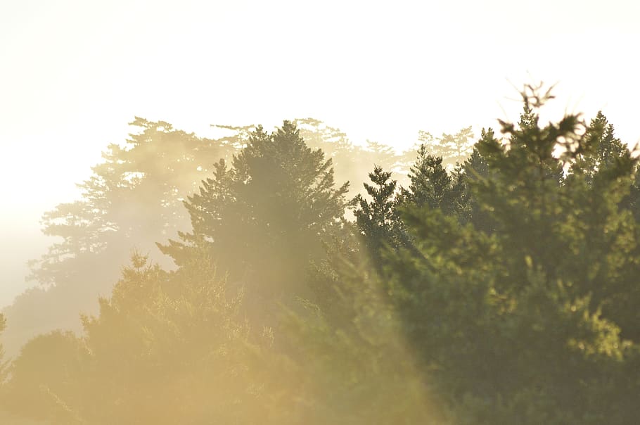 green leafed tress, mist, tree, sunlight, nature, flare, golden HD wallpaper