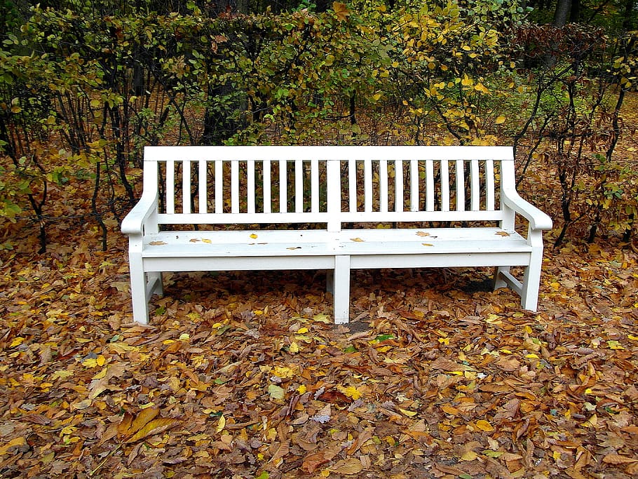 bench, white, park, foliage, autumn, leaf, plant part, seat HD wallpaper
