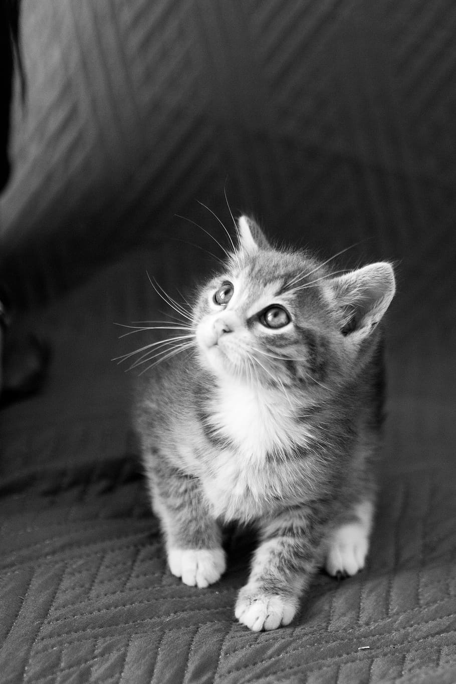 italy, anzio, domestic, pets, mammal, domestic cat, domestic animals HD wallpaper