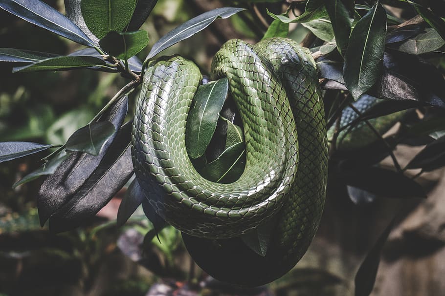 green snake on branch, plant, berlin, germany, tree, leaf, zoo berlin, HD wallpaper