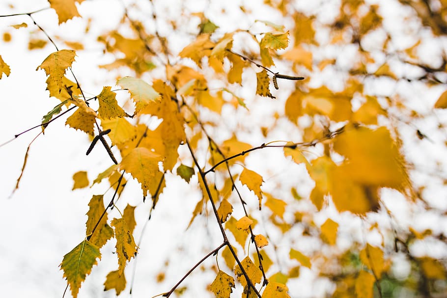 Autumn Details, nature, leaf, leaves, fall, colorful, colors HD wallpaper