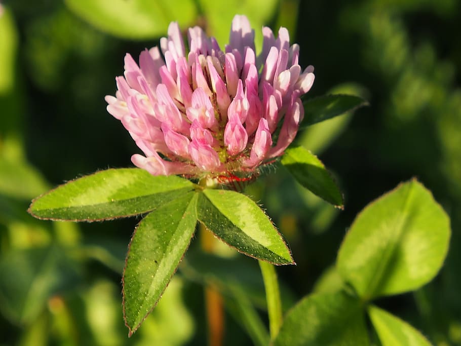 flowering red clover, meadow, spring, plant, flowering plant HD wallpaper