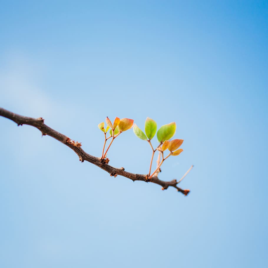 green leaf, plant, mexico, méxico 23, tree, blossom, flower HD wallpaper