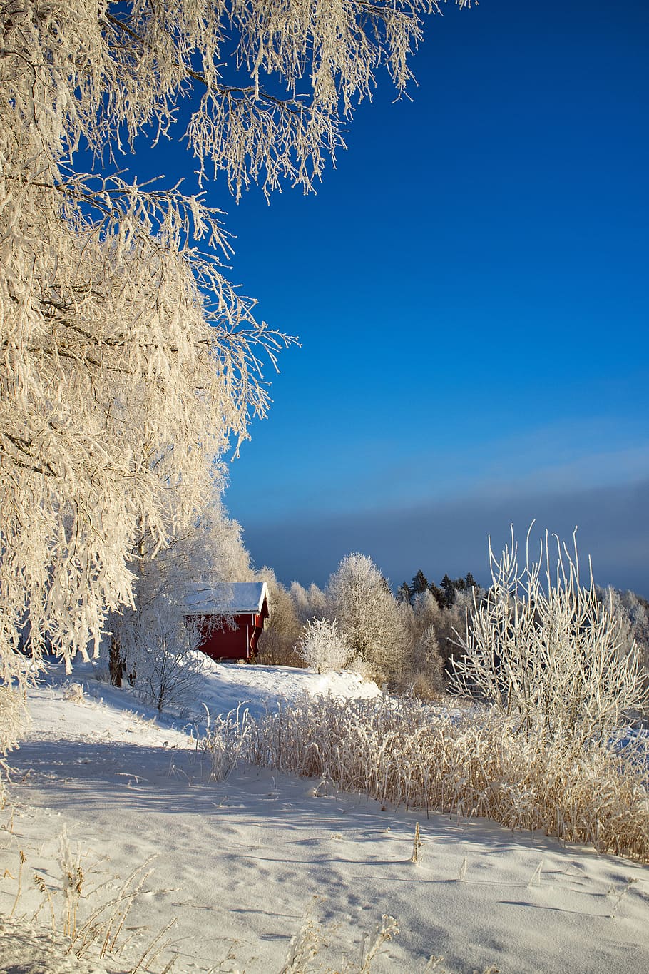 norway, nannestad, plant, tree, winter, sky, cold temperature HD wallpaper