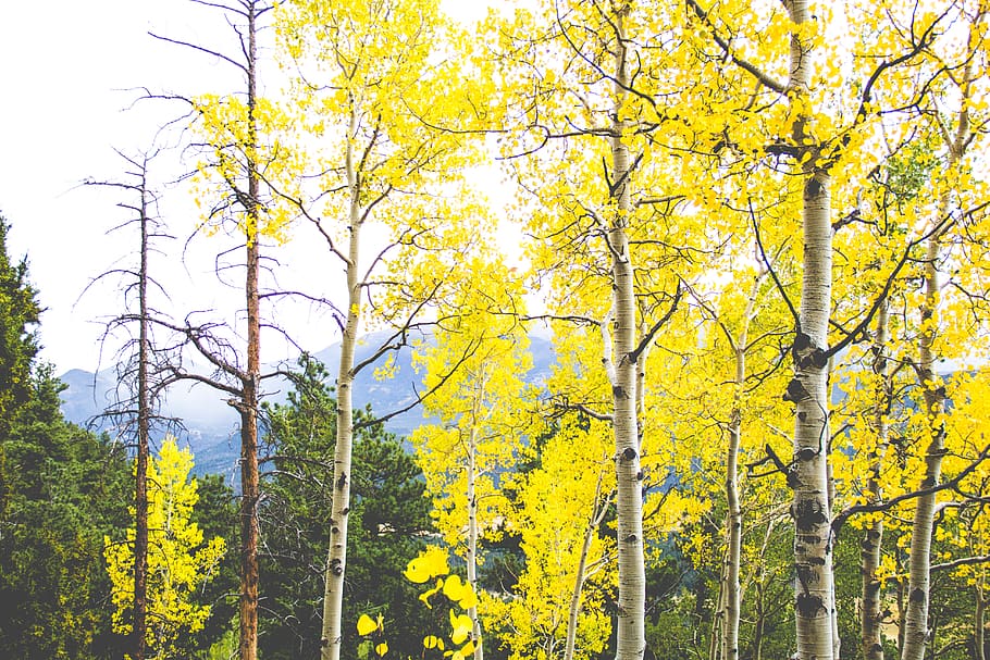 yellow, fall, colorful, trees, aspen, plant, beauty in nature HD wallpaper