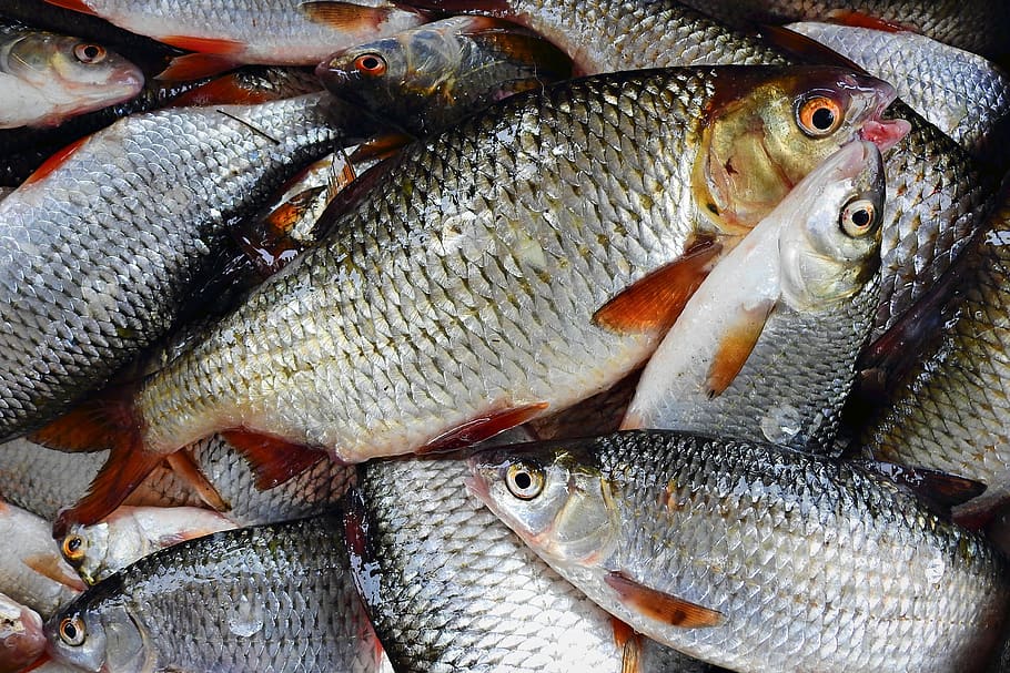 fish, closeup, catch, roach, seafood, vertebrate, food and drink HD wallpaper