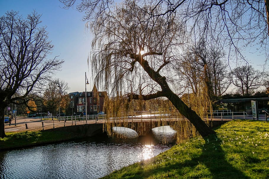 tree, plant, human, person, willow, ditch, outdoors, canal HD wallpaper